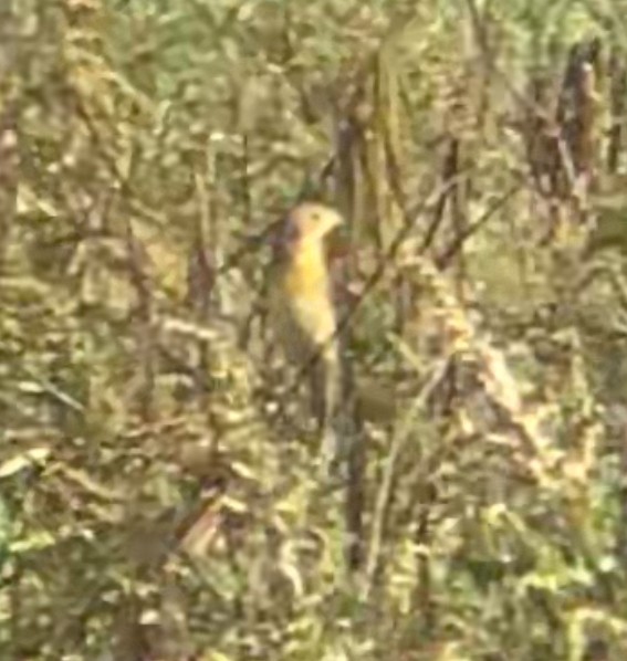 Dickcissel - ML642553235