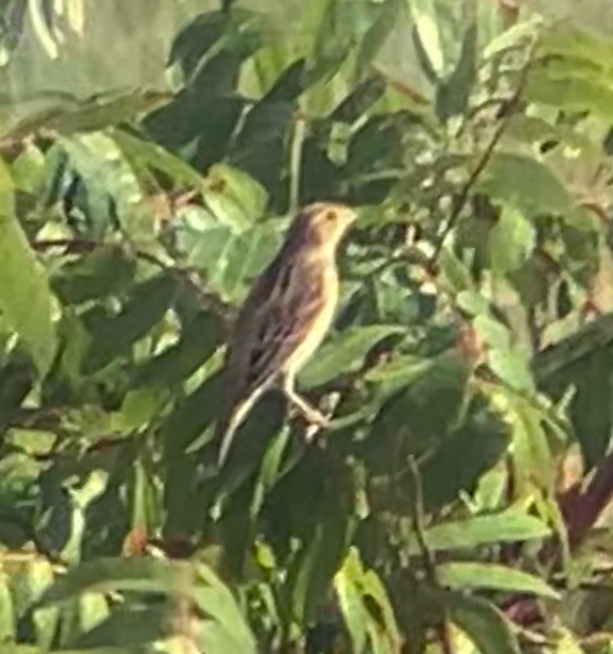 Dickcissel - ML642553236