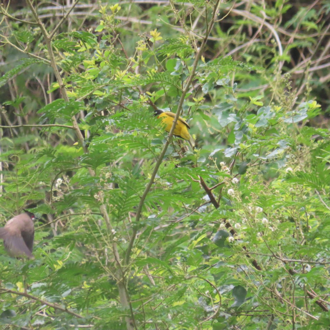 Bulbul à gorge rubis - ML642553251