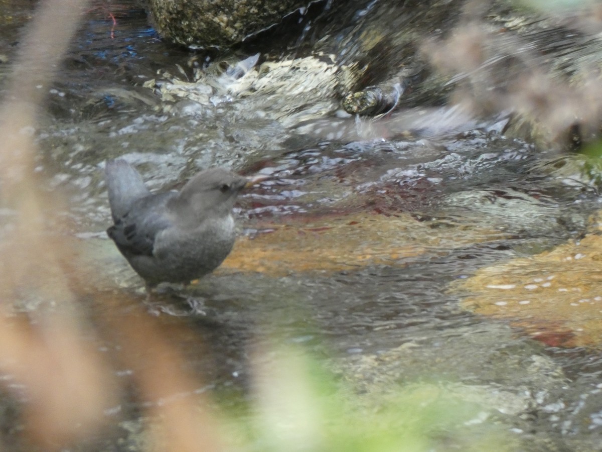 American Dipper - ML642553272