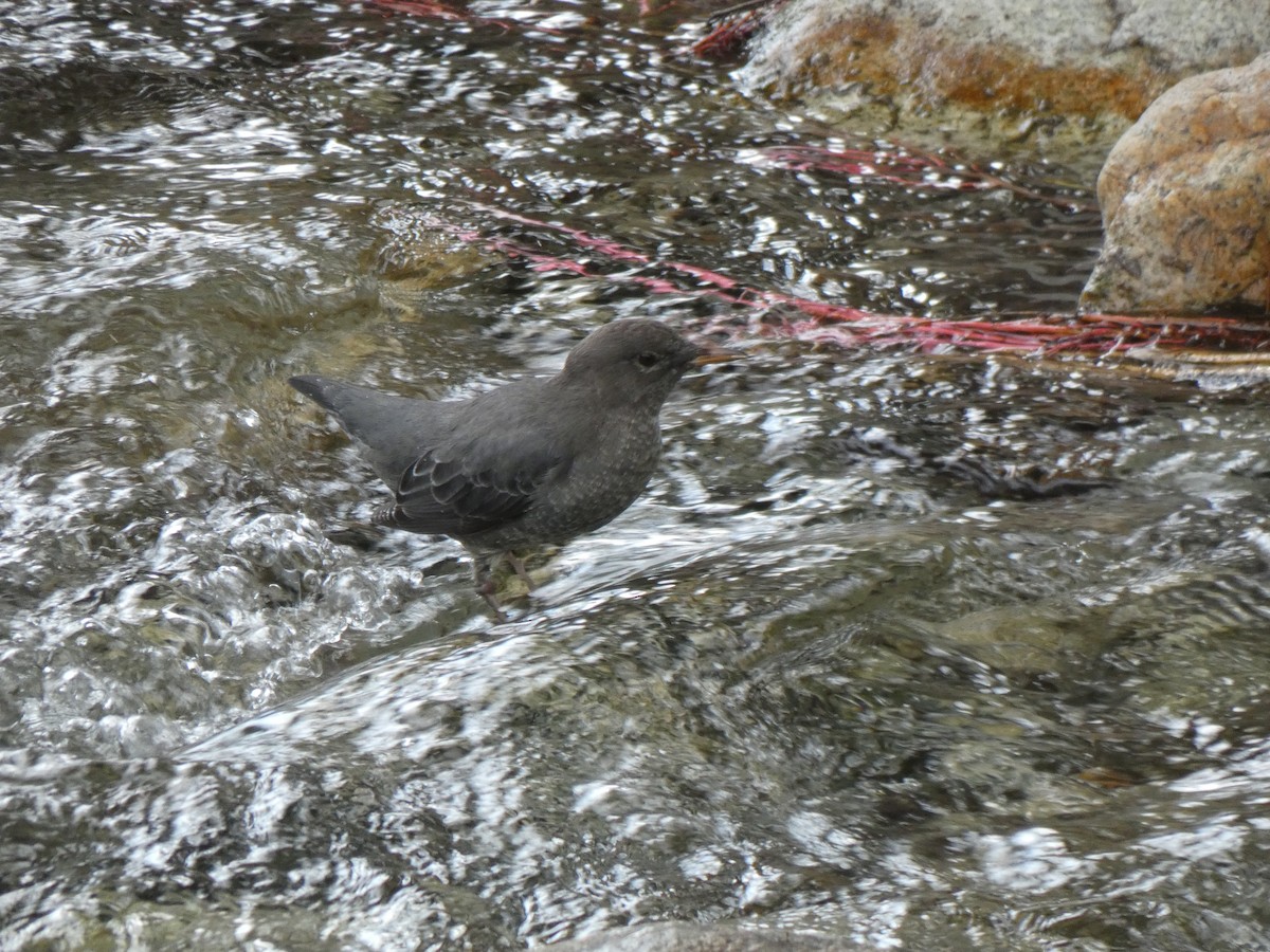 American Dipper - ML642553273