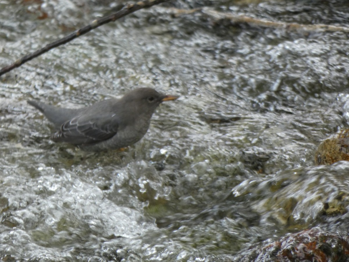 American Dipper - ML642553274