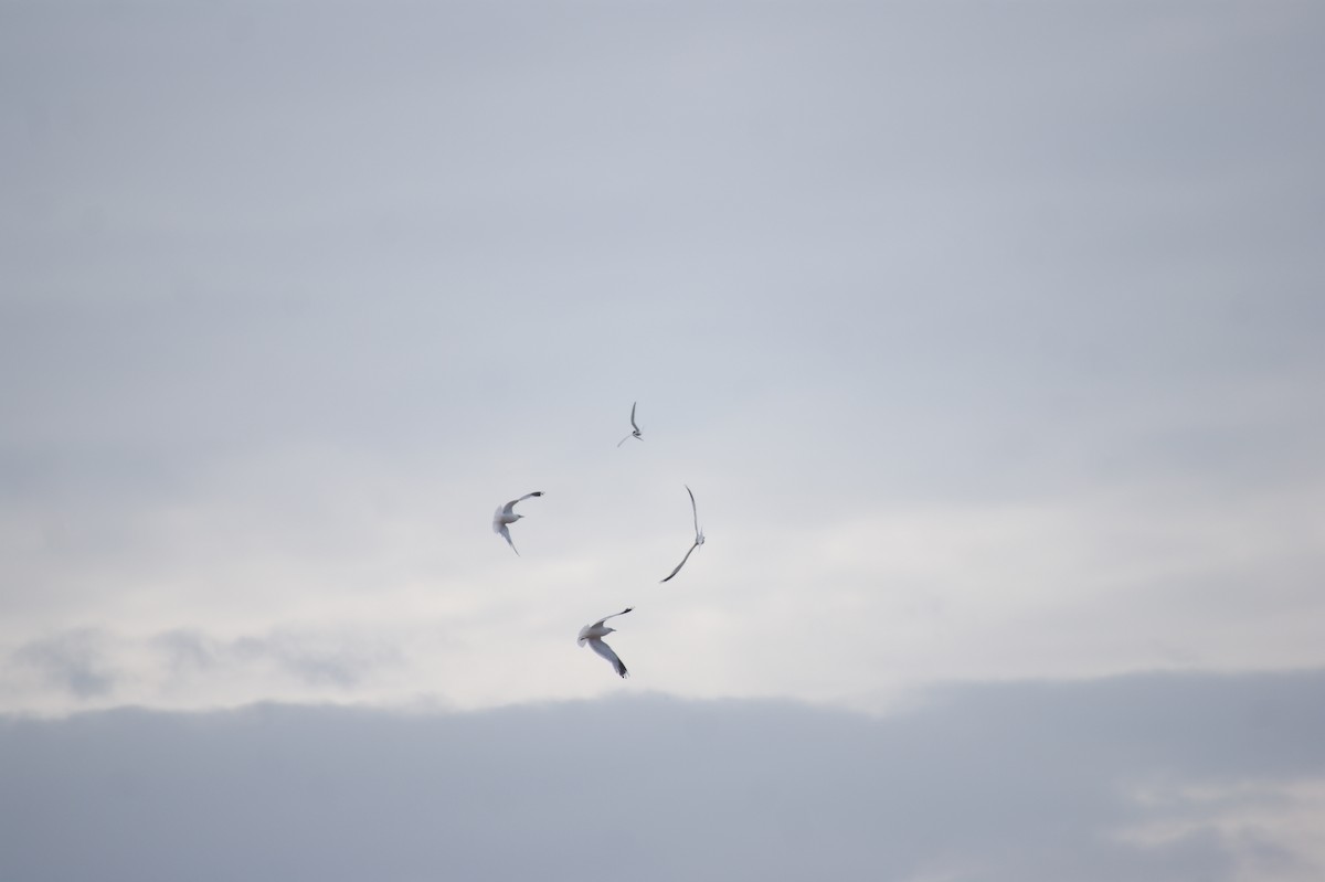 Common Gull - ML642553289