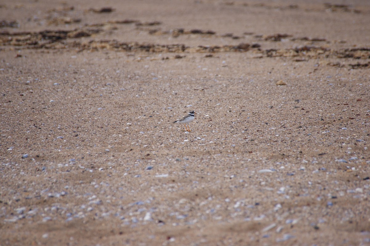 Common Ringed Plover - ML642553322