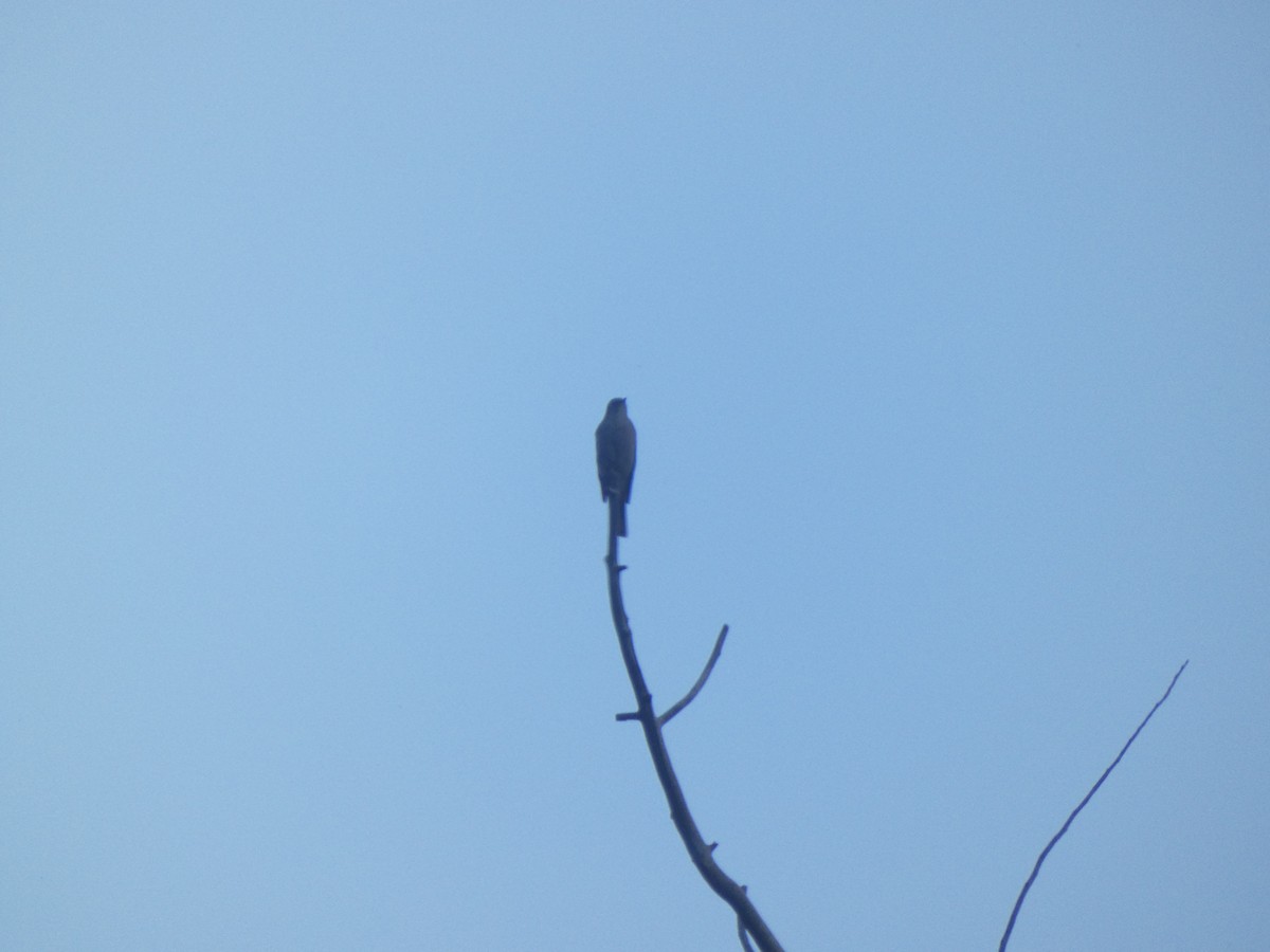Townsend's Solitaire - ML642553326