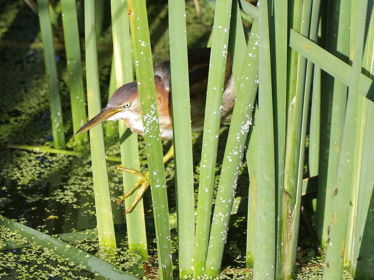 Least Bittern - ML642553327