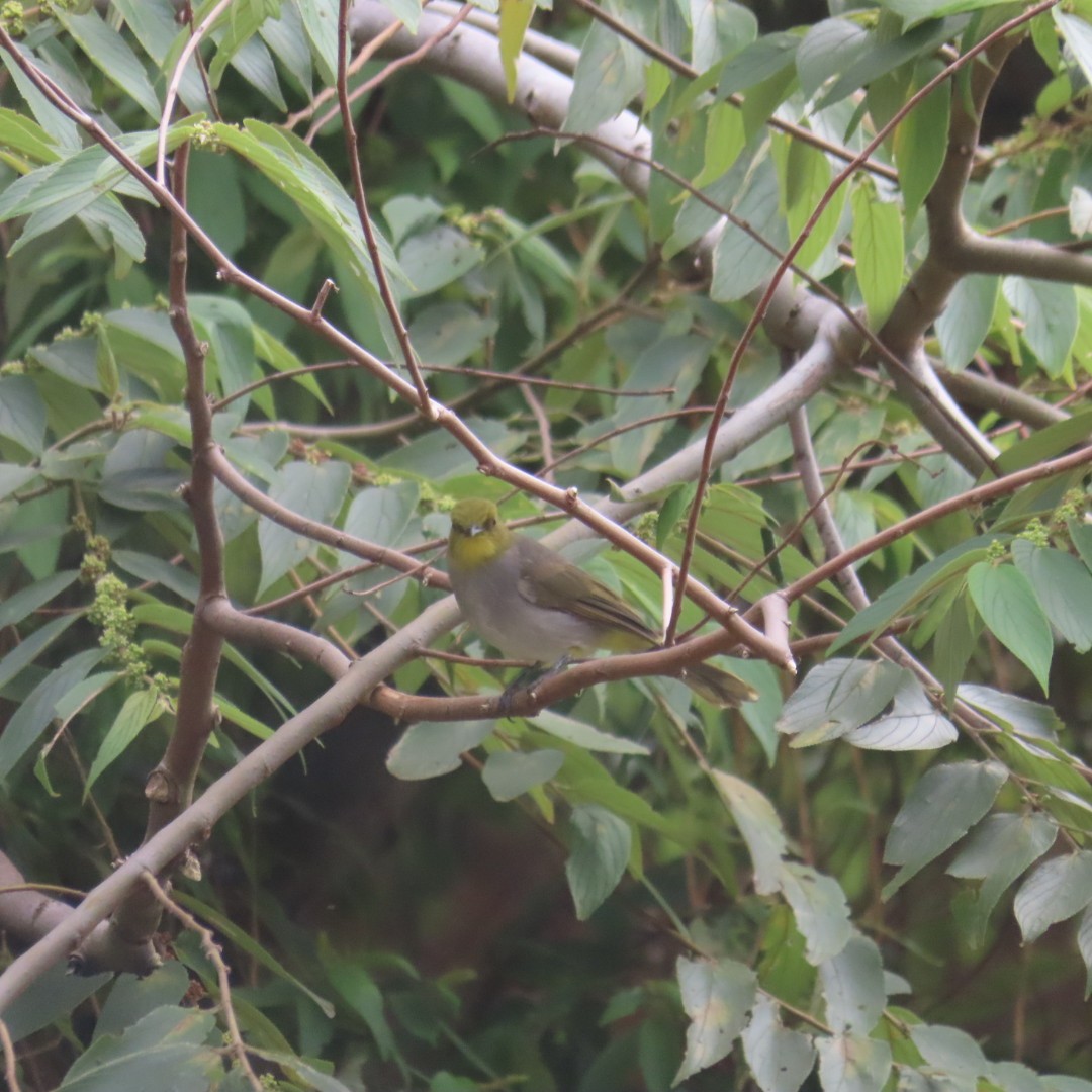 Yellow-throated Bulbul - ML642553334