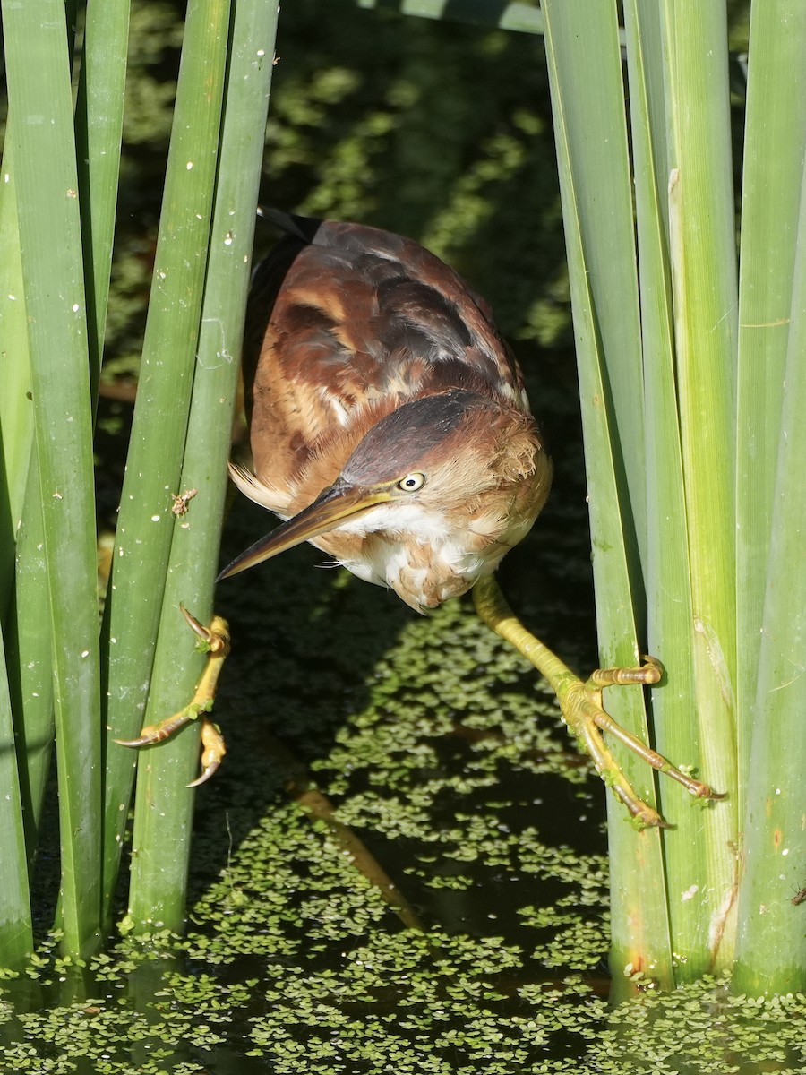 Least Bittern - ML642553354