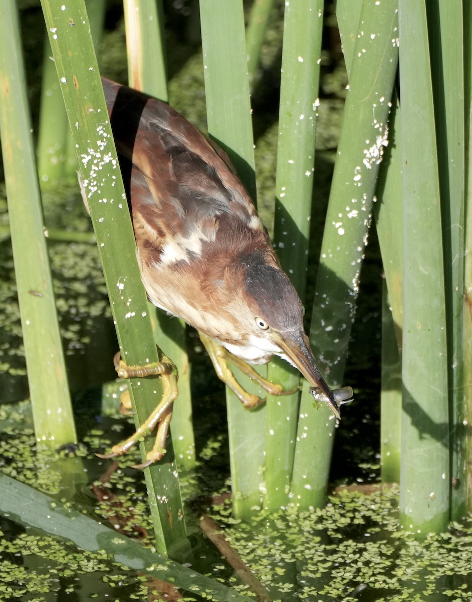 Least Bittern - ML642553356
