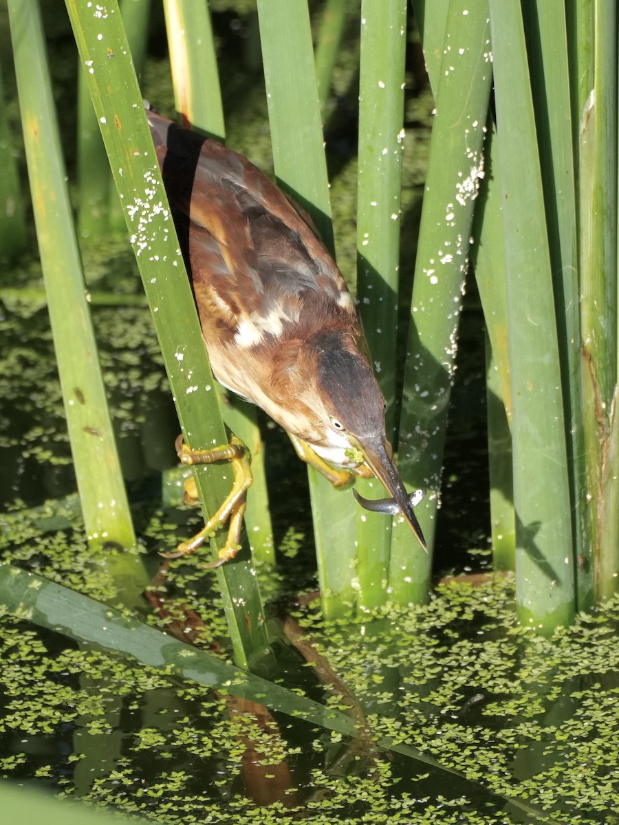 Least Bittern - ML642553357