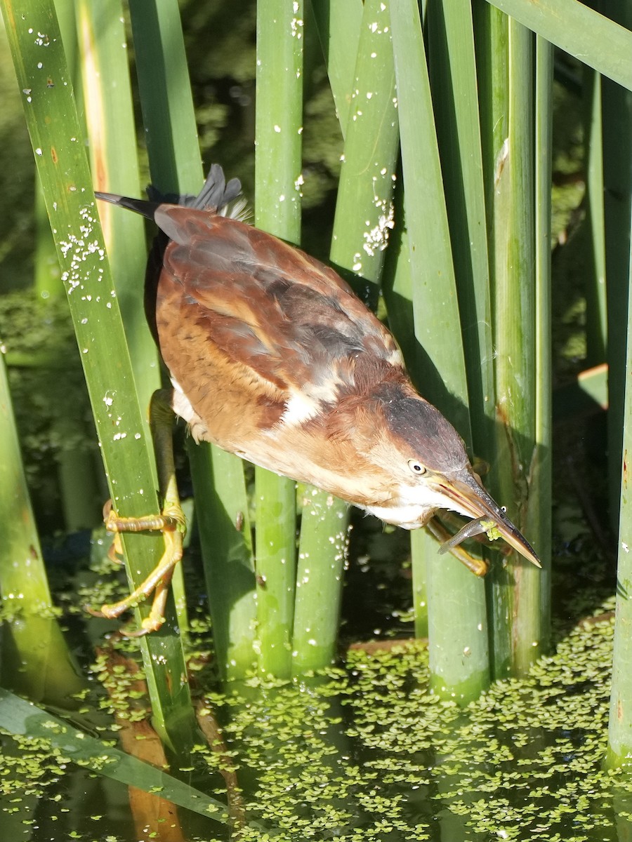 Least Bittern - ML642553358