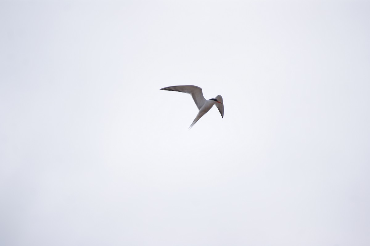 Common Tern - ML642553359