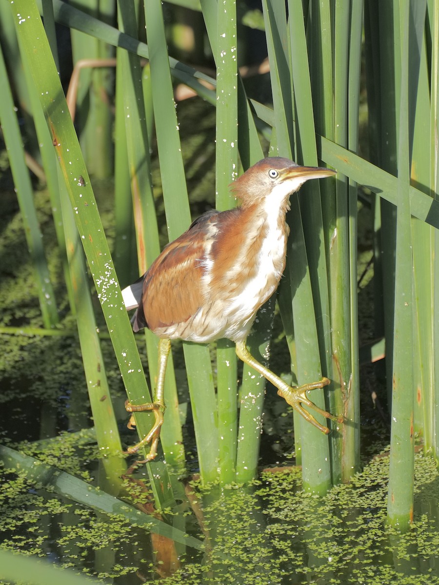 Least Bittern - ML642553360