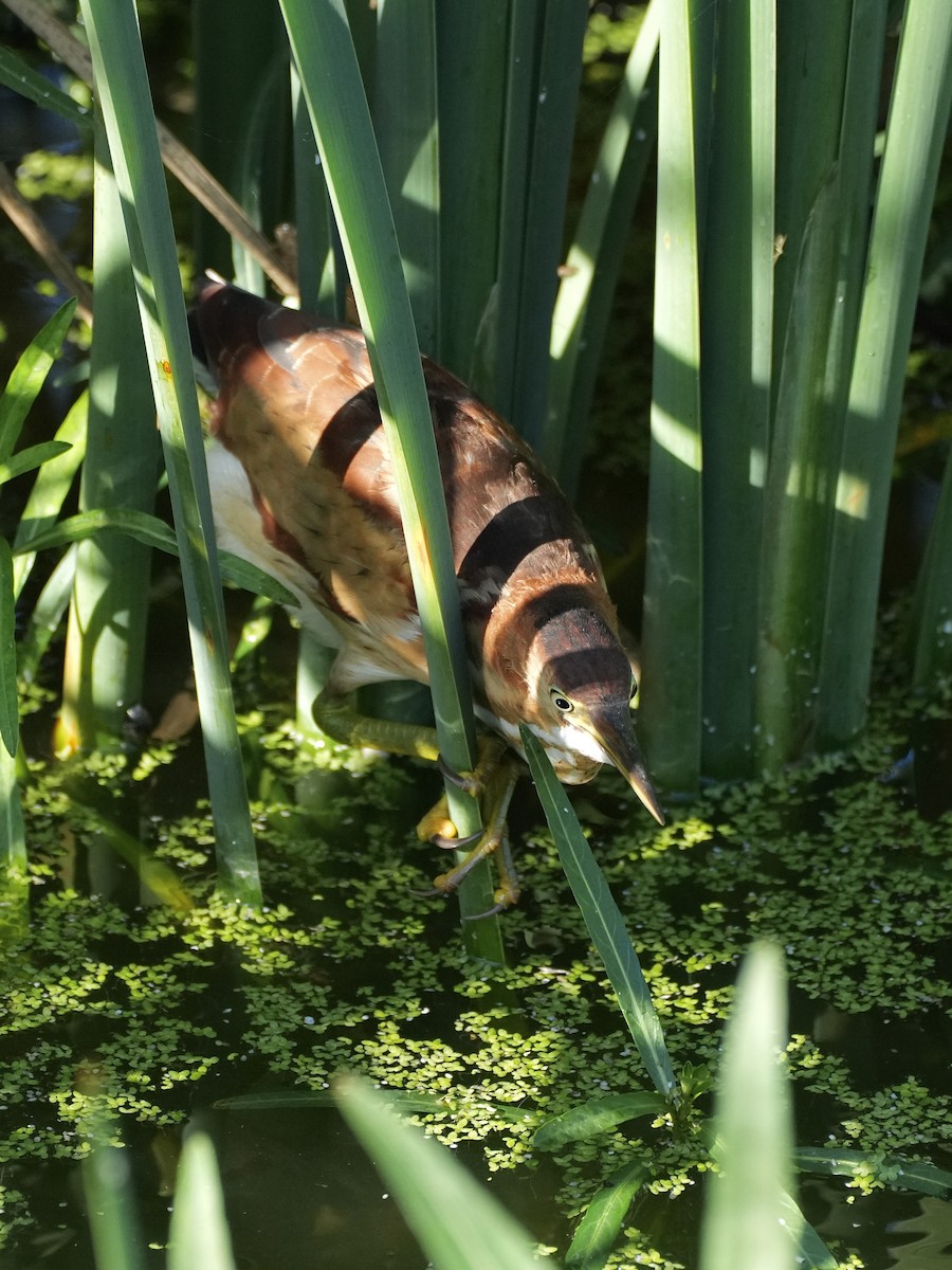 Least Bittern - ML642553372