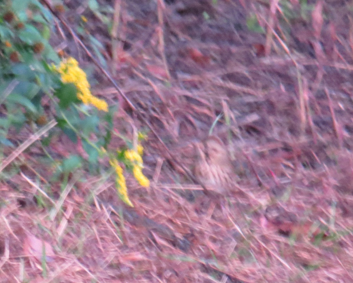 Lincoln's Sparrow - ML642553376