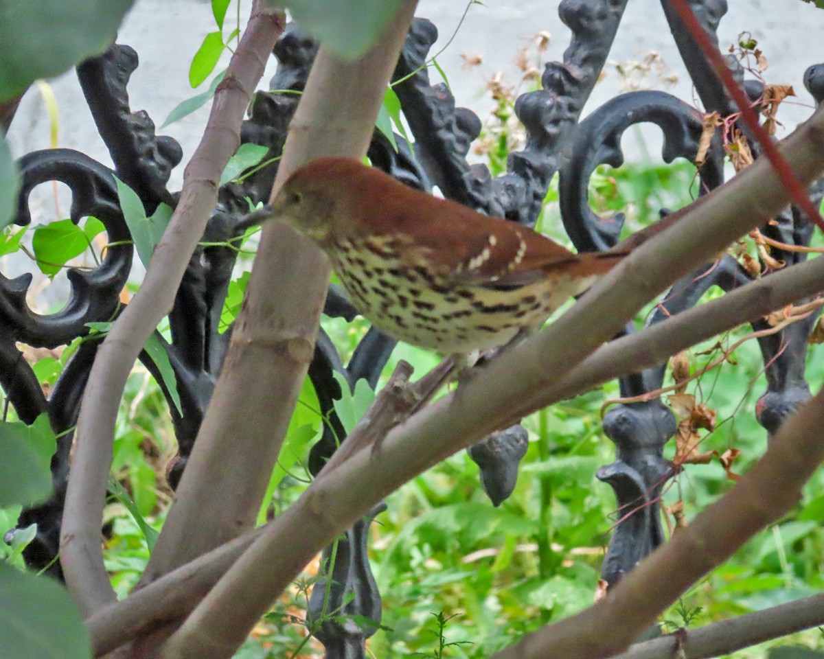 Brown Thrasher - ML642553378