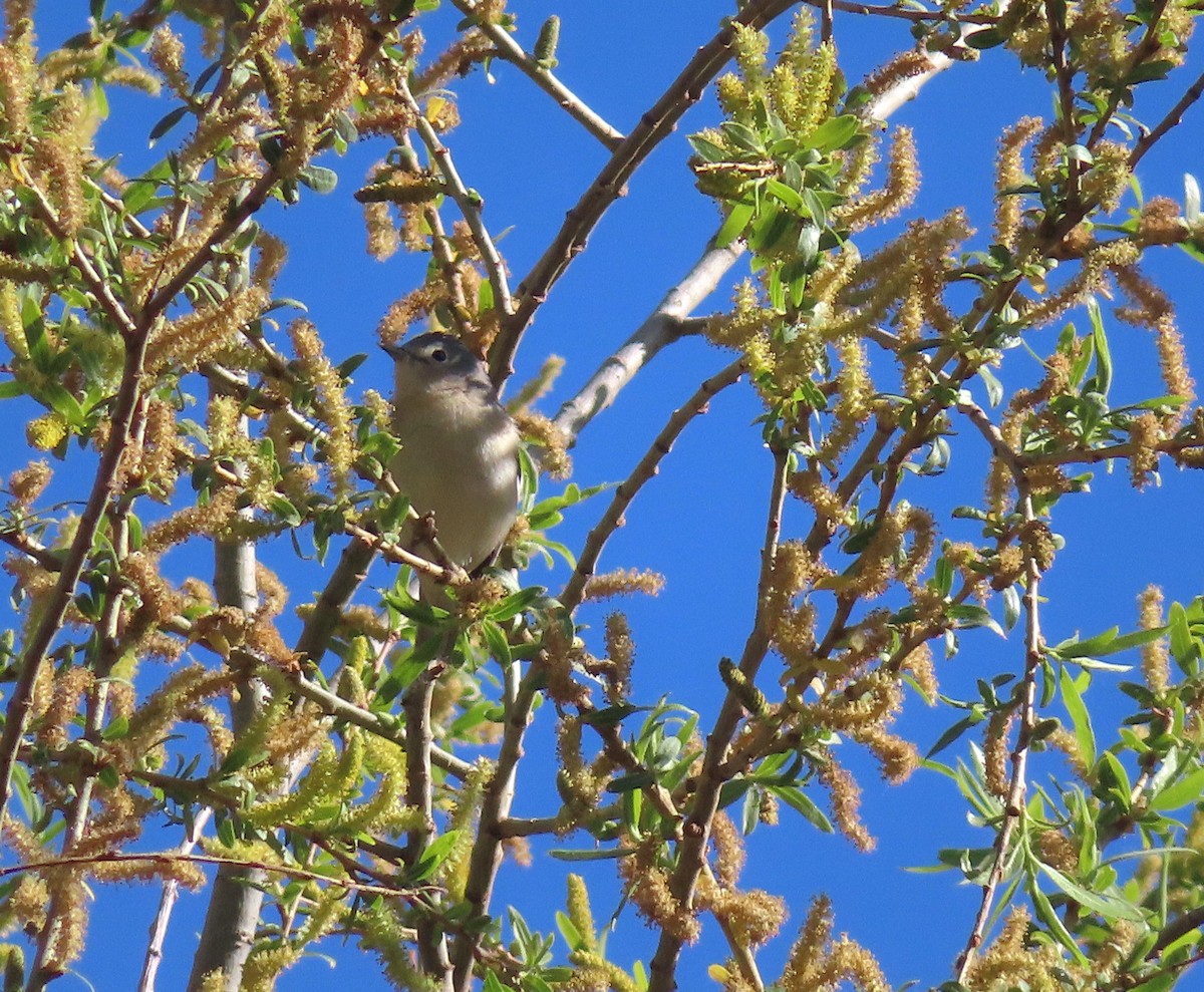 Lucy's Warbler - ML642553379