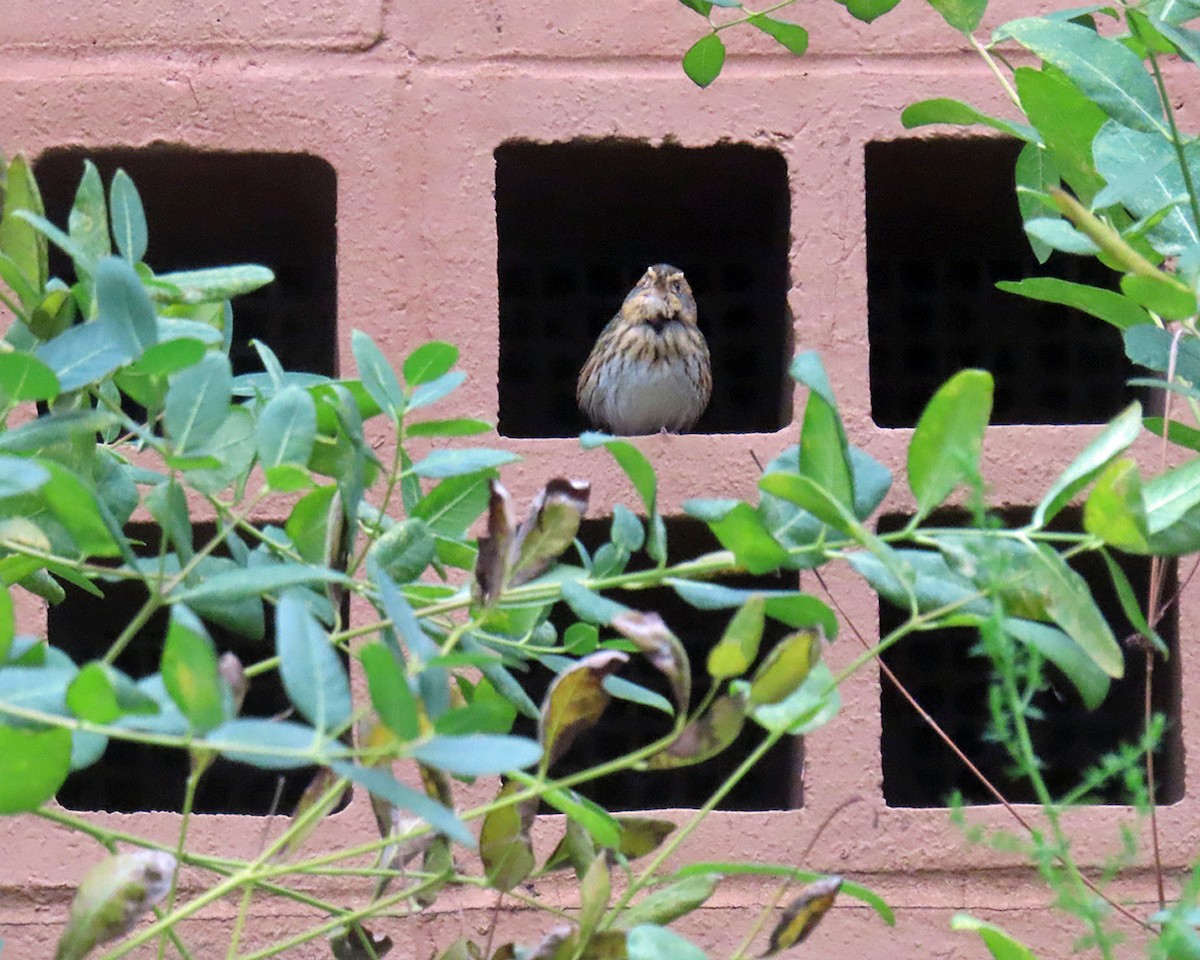 Saltmarsh Sparrow - ML642553384