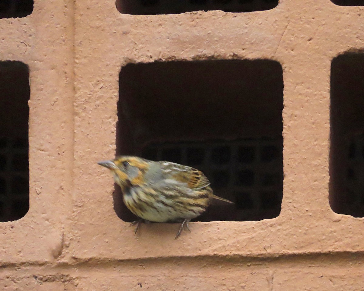 Saltmarsh Sparrow - ML642553385