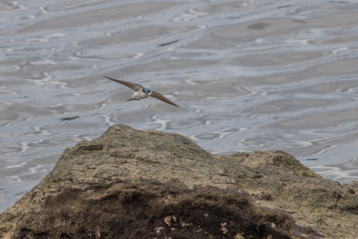 vlaštovka bělobřichá - ML642553392