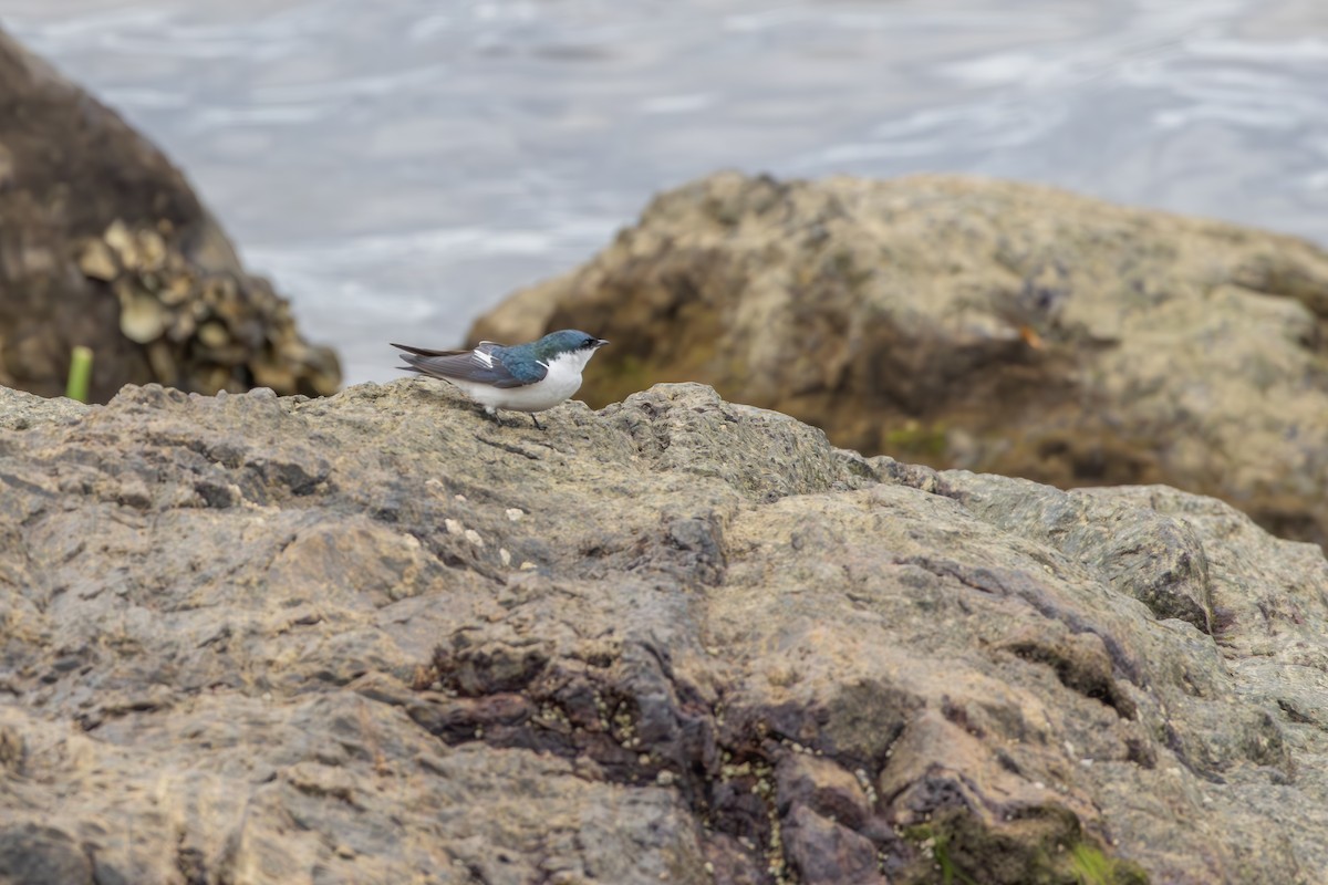 vlaštovka bělobřichá - ML642553393