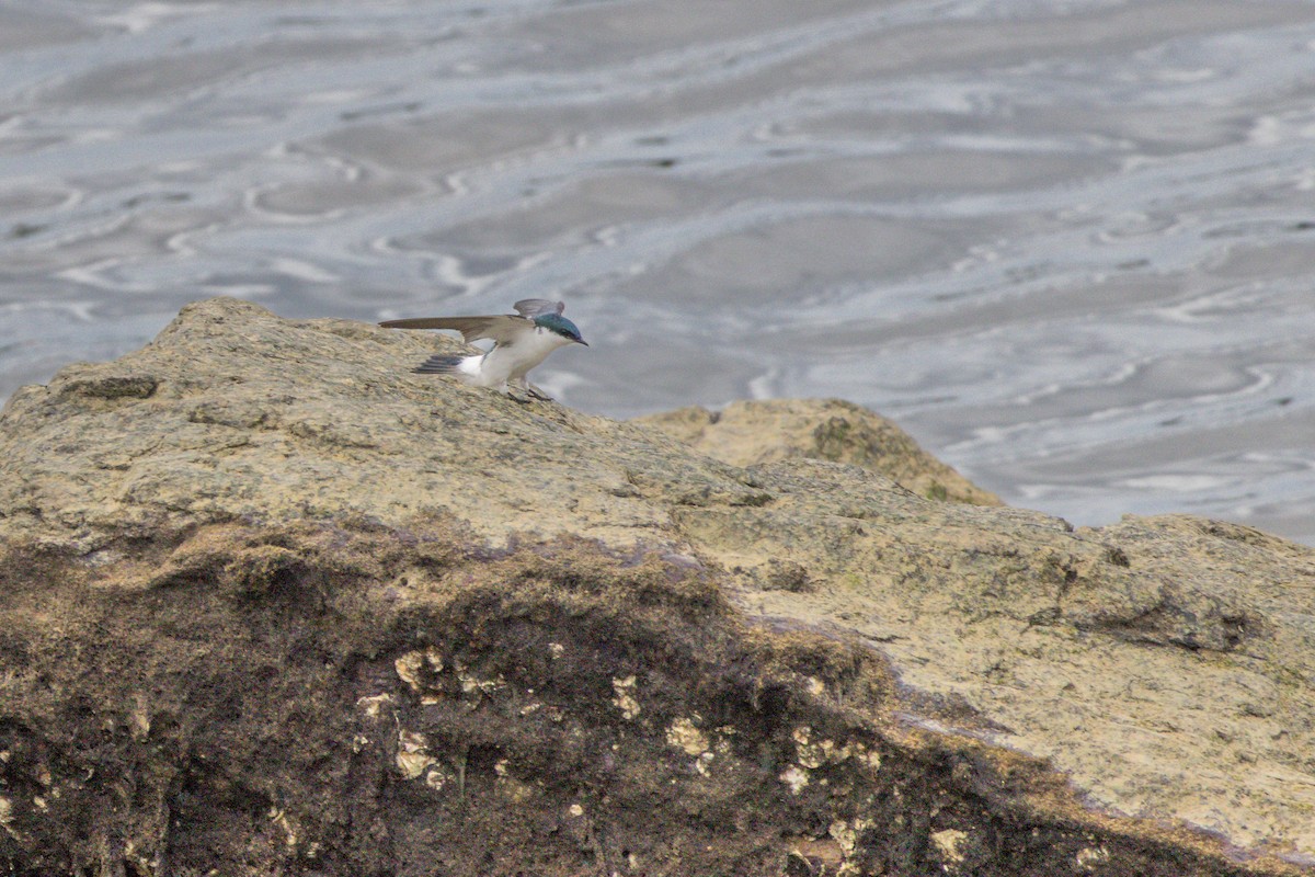 vlaštovka bělobřichá - ML642553395