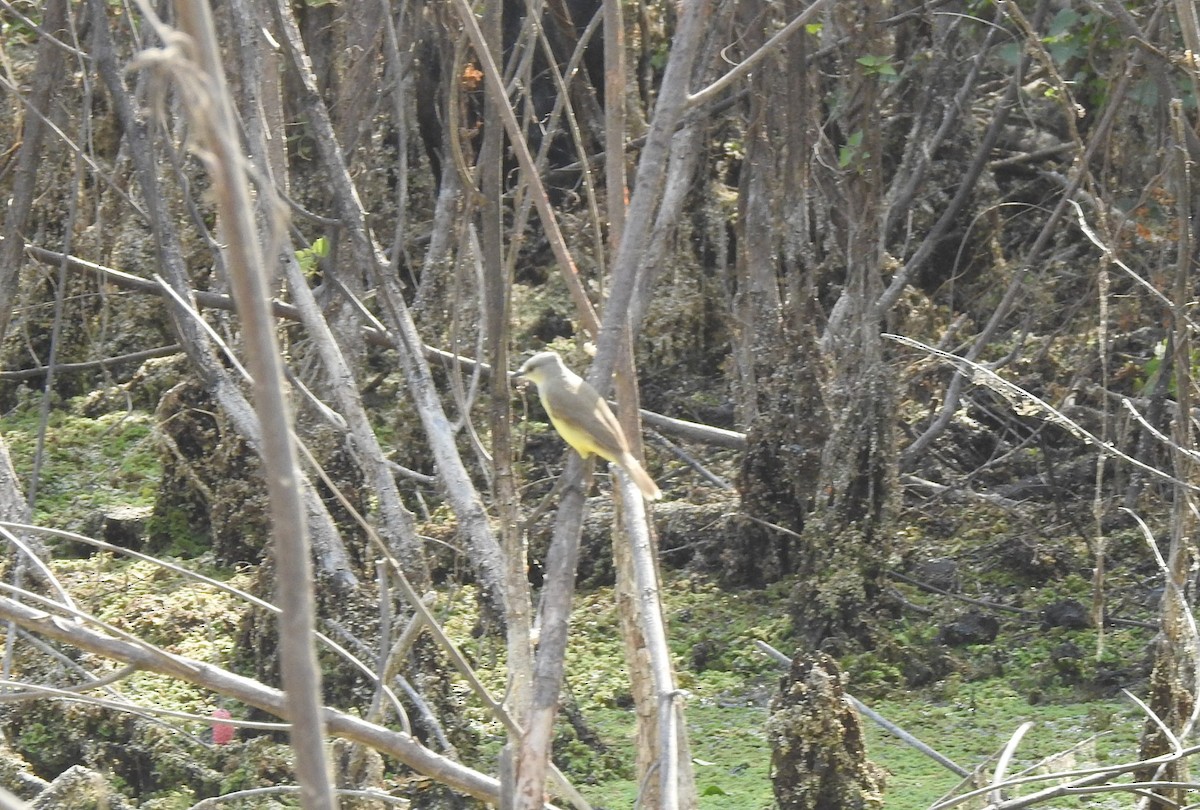 Cattle Tyrant - ML642553396