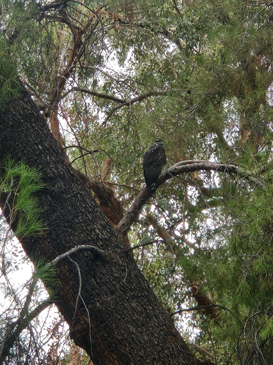 Common Black Hawk - ML642553399