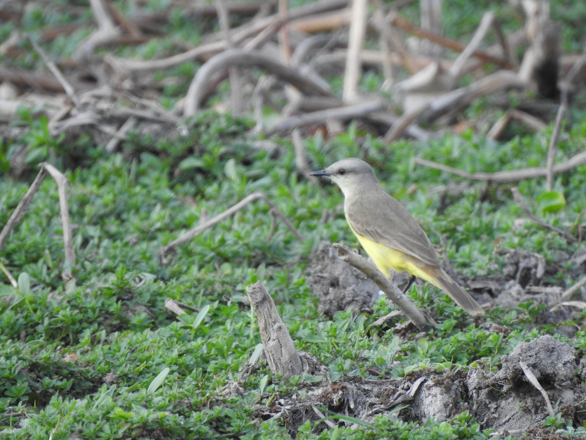 Cattle Tyrant - ML642553400