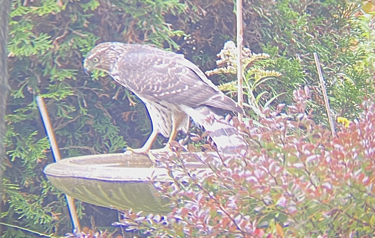 Cooper's Hawk - ML642553414