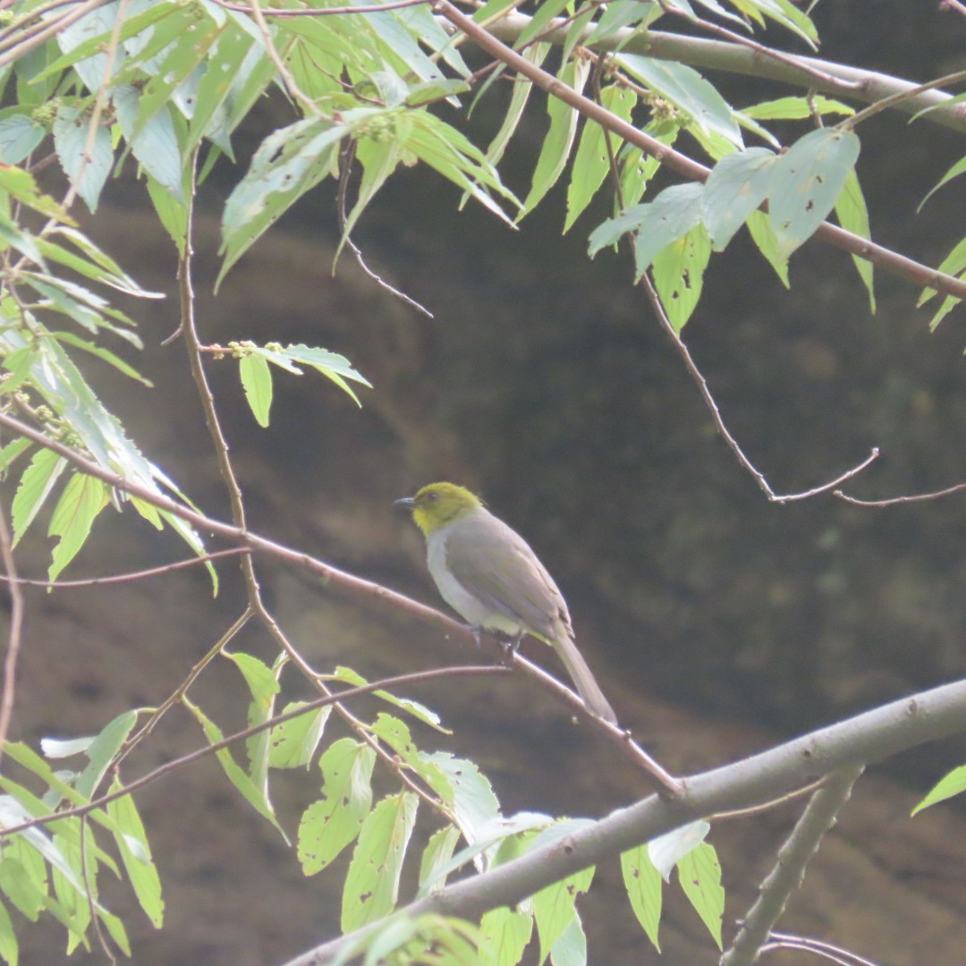 Yellow-throated Bulbul - ML642553416