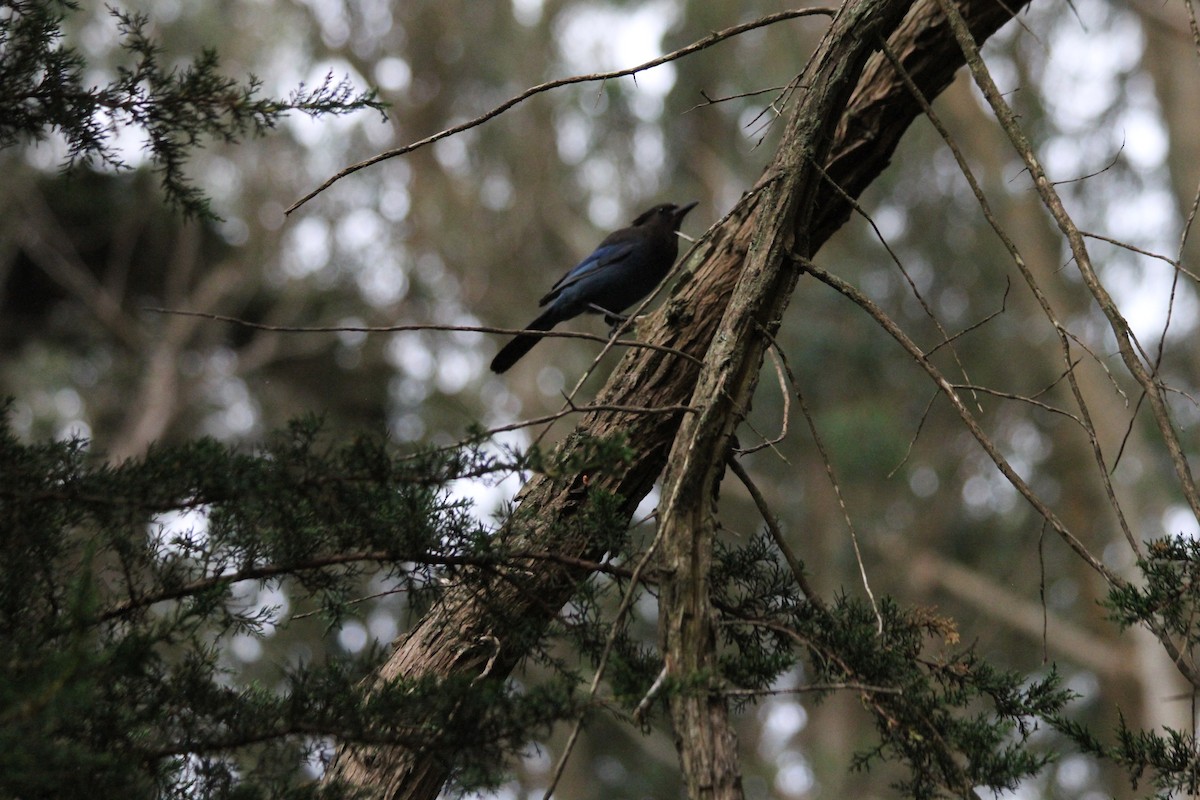 Steller's Jay - ML642553443