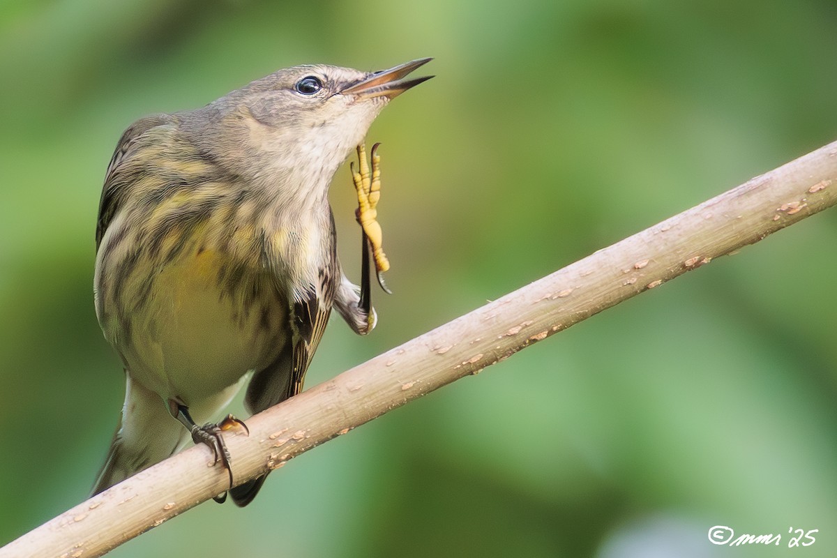 Cape May Warbler - ML642553444