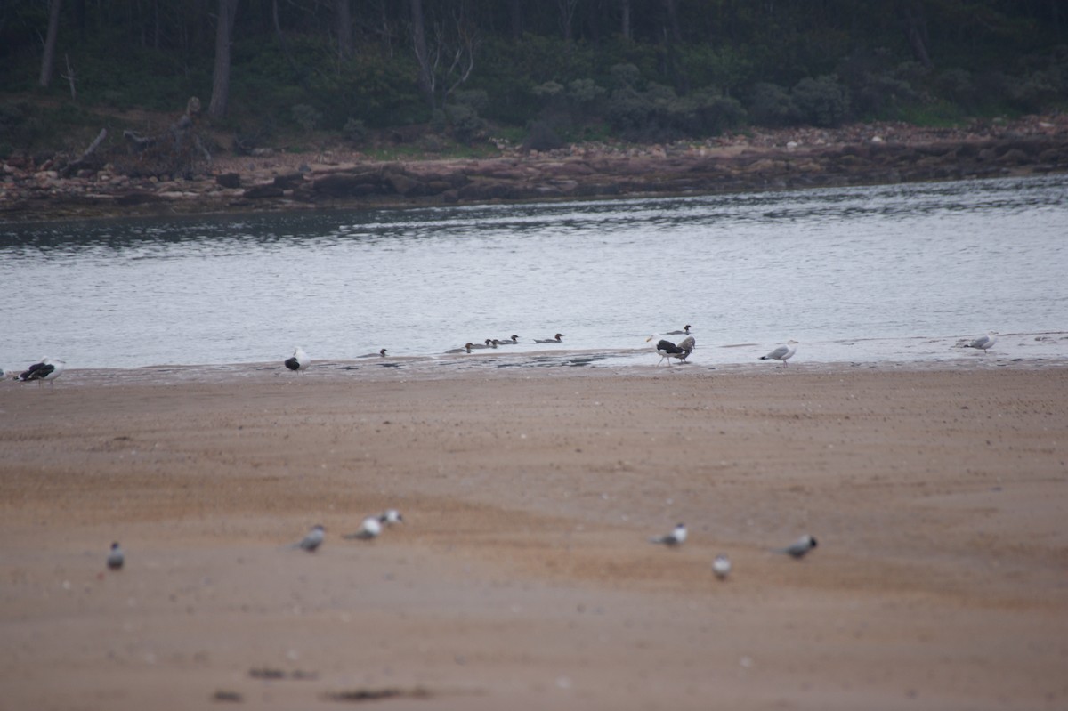 Common Merganser - ML642553449
