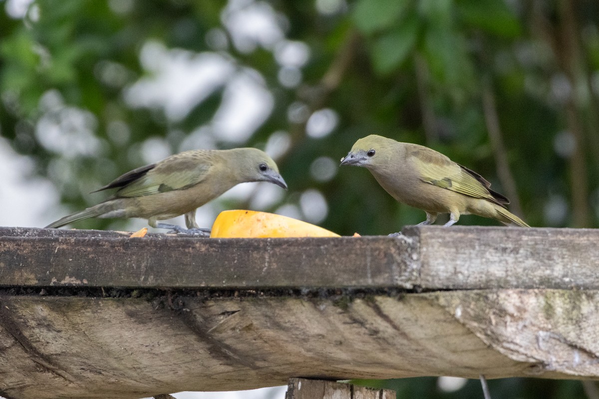 Palm Tanager - ML642553459