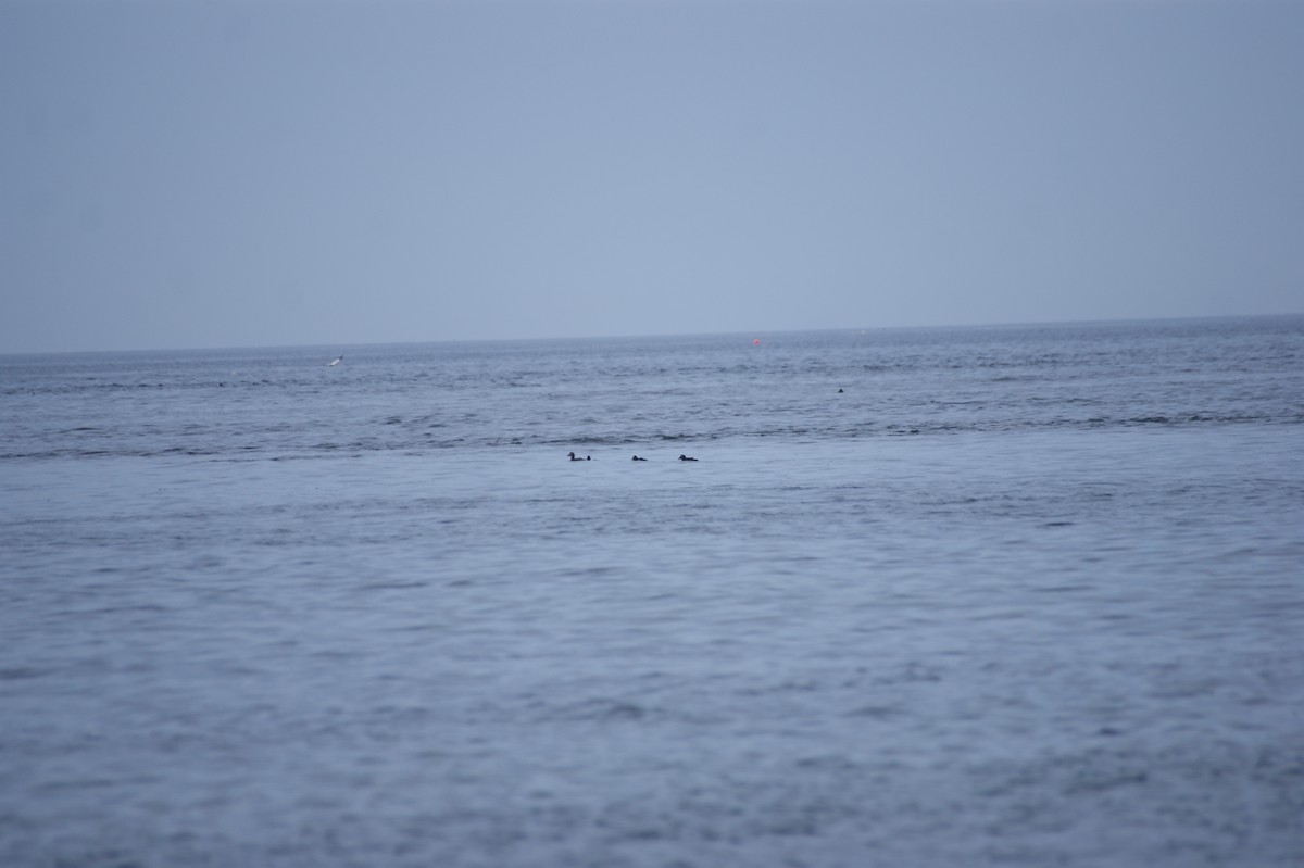 Common Eider - ML642553493
