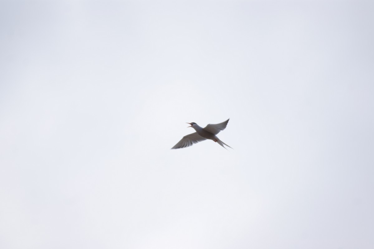 Arctic Tern - ML642553511
