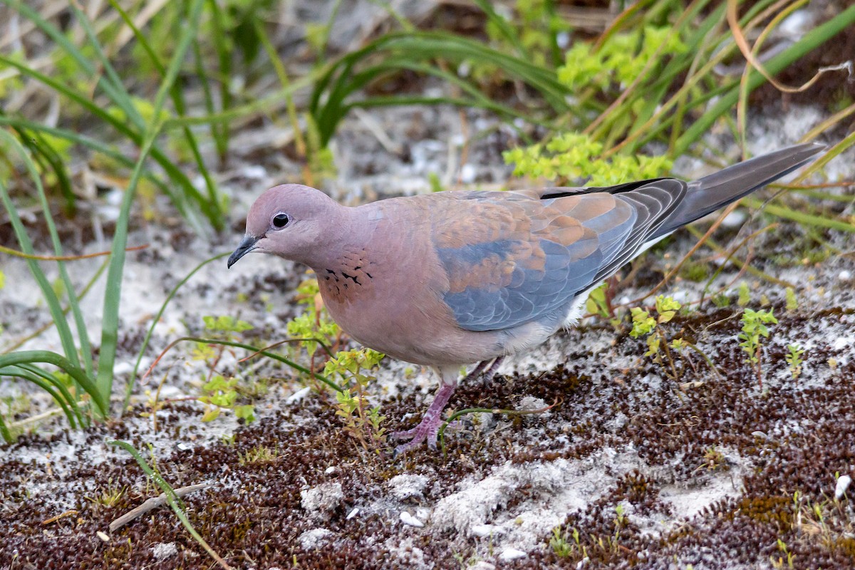 Laughing Dove - ML642553520