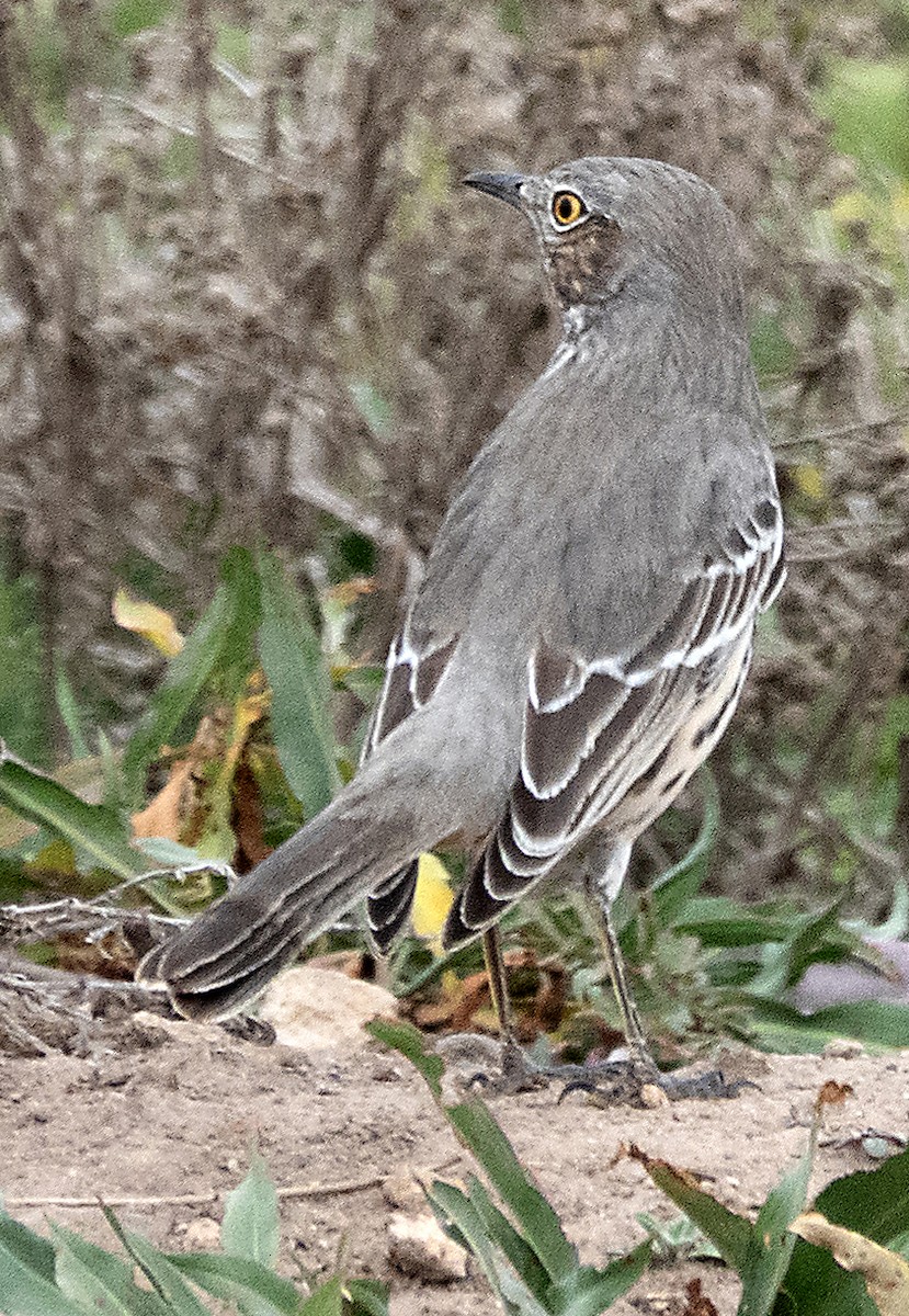 Sage Thrasher - ML642553547