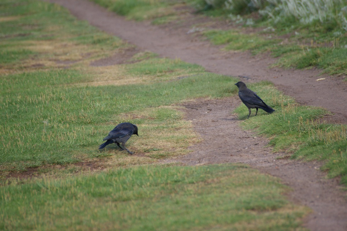Eurasian Jackdaw - ML642553559