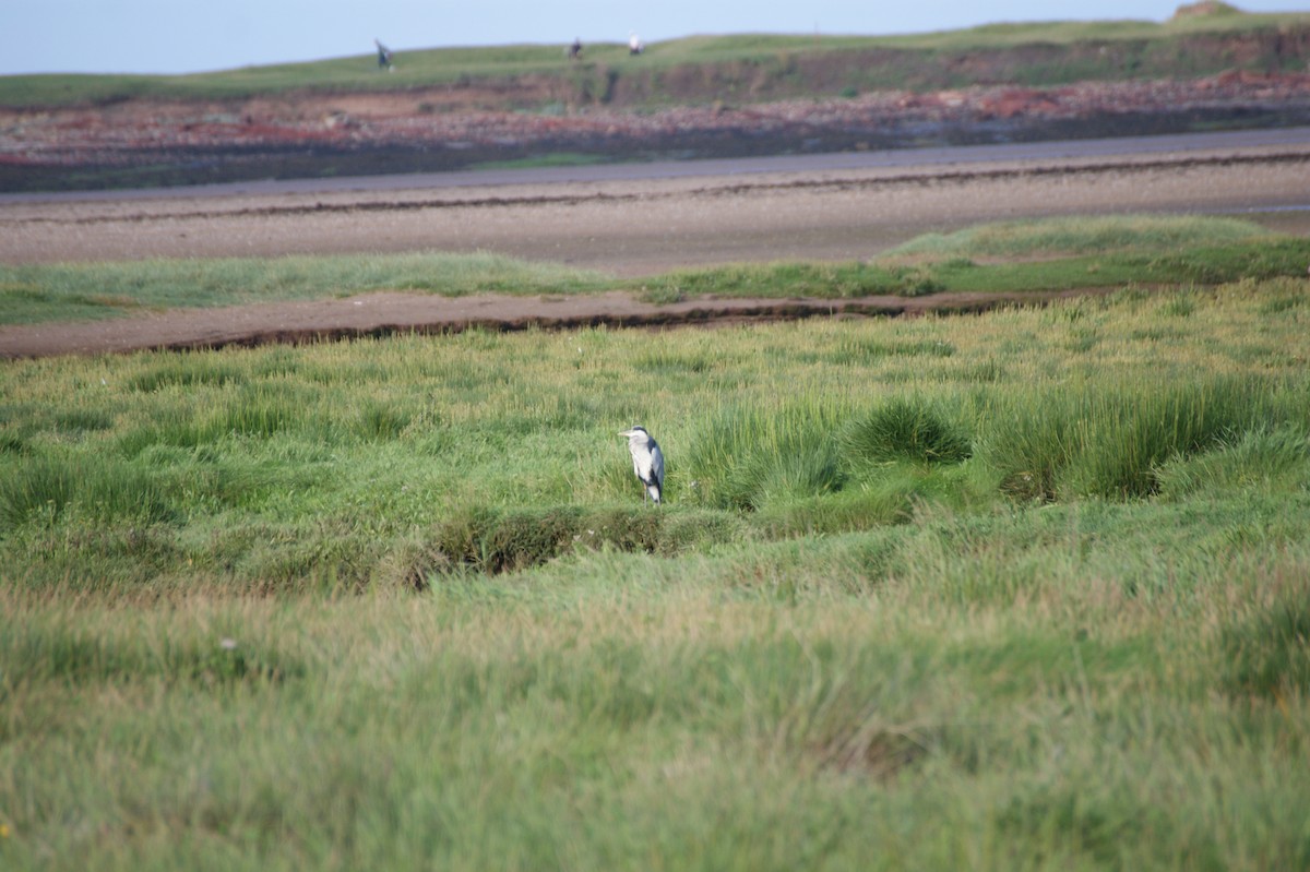 Gray Heron - ML642553567