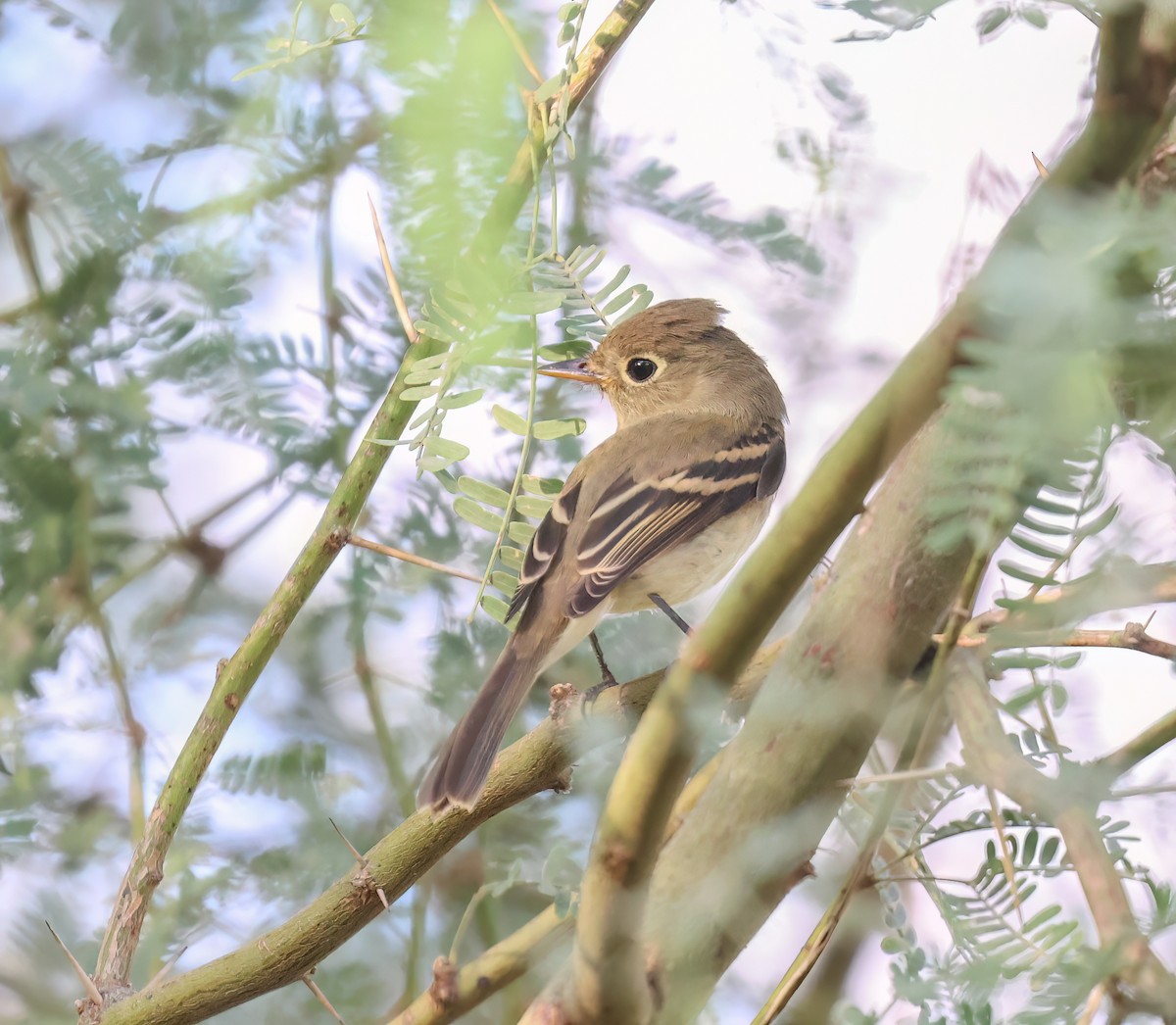 Western Flycatcher (Pacific-slope) - ML642553569