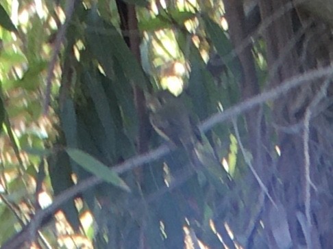 Western Flycatcher - ML642553613