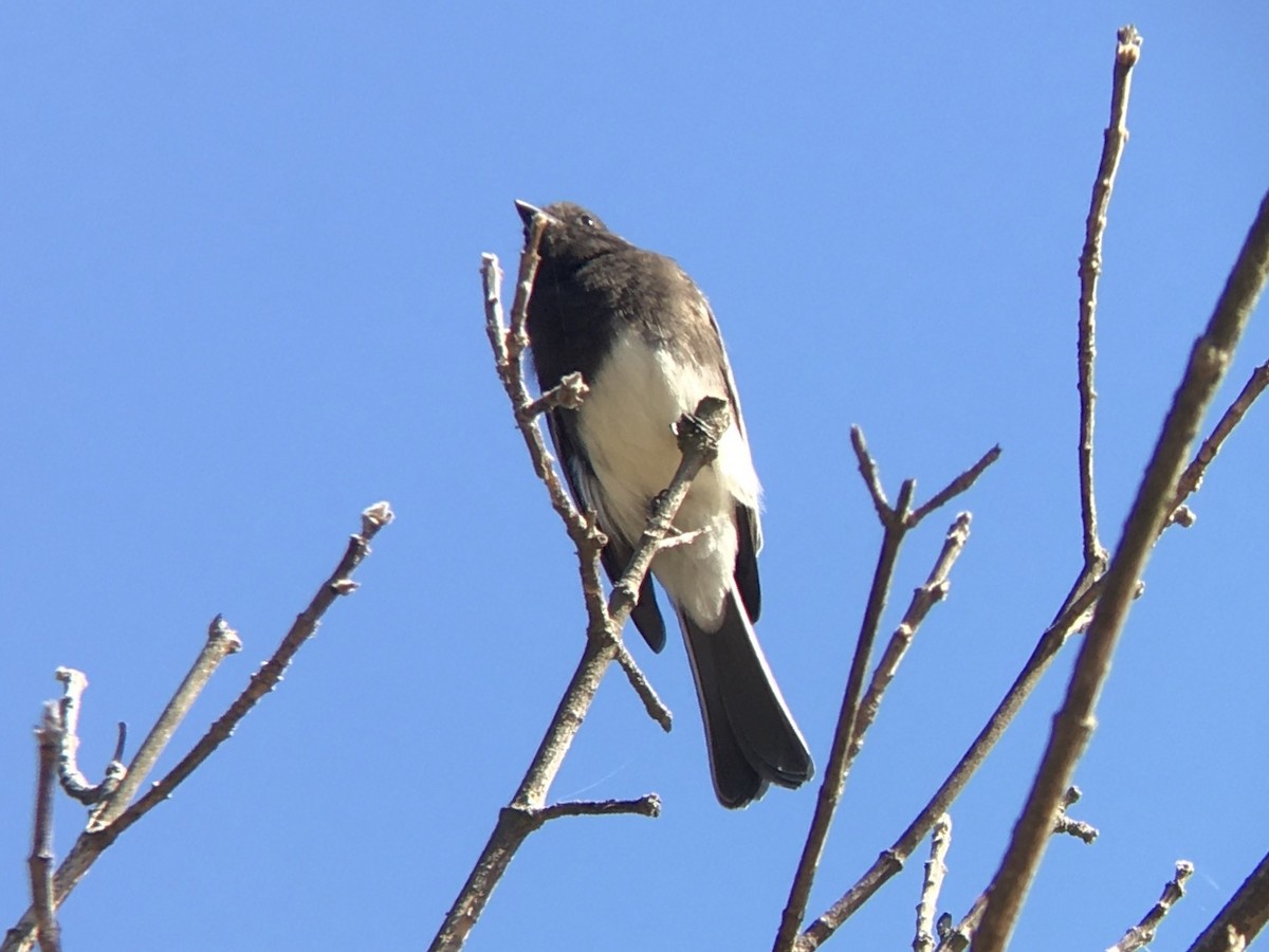 クロツキヒメハエトリ - ML642553619