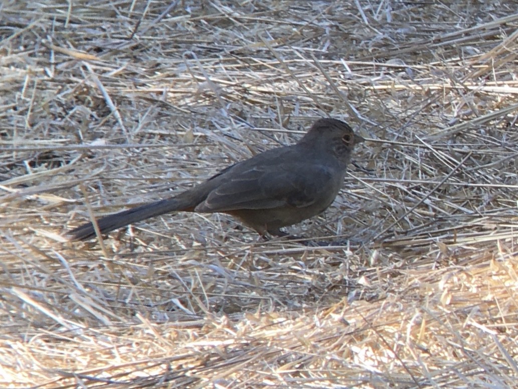 カリフォルニアムジトウヒチョウ - ML642553631