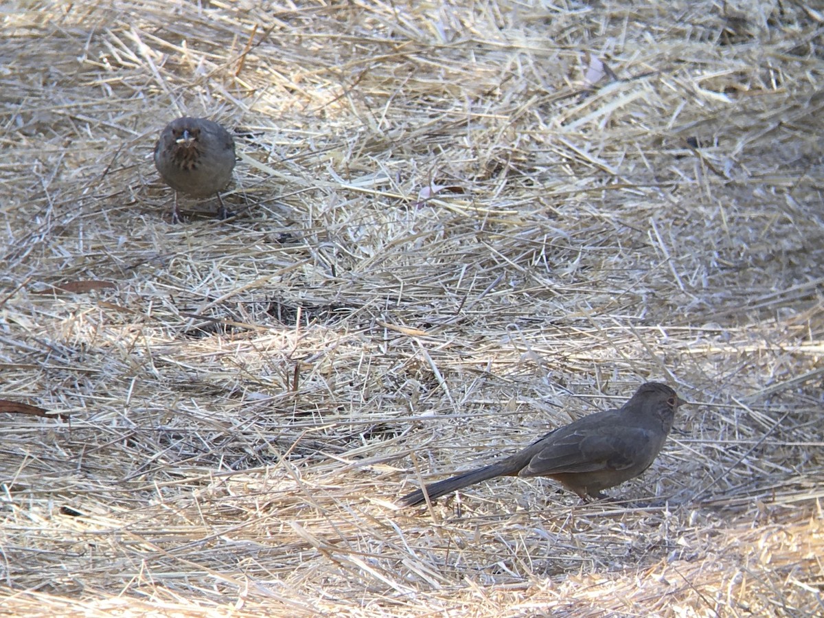 カリフォルニアムジトウヒチョウ - ML642553632