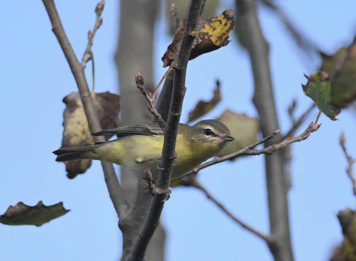 Philadelphia Vireo - ML642553637