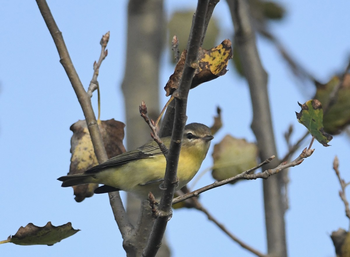 Philadelphia Vireo - ML642553638