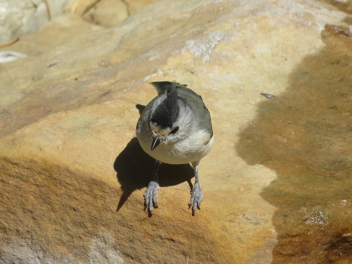 Black-crested Titmouse - ML642553657
