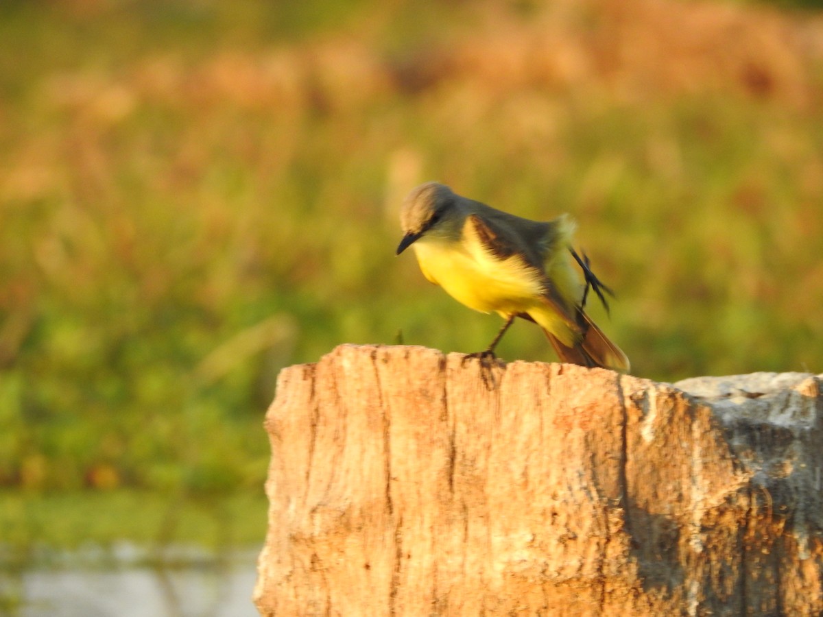 Cattle Tyrant - ML642553664